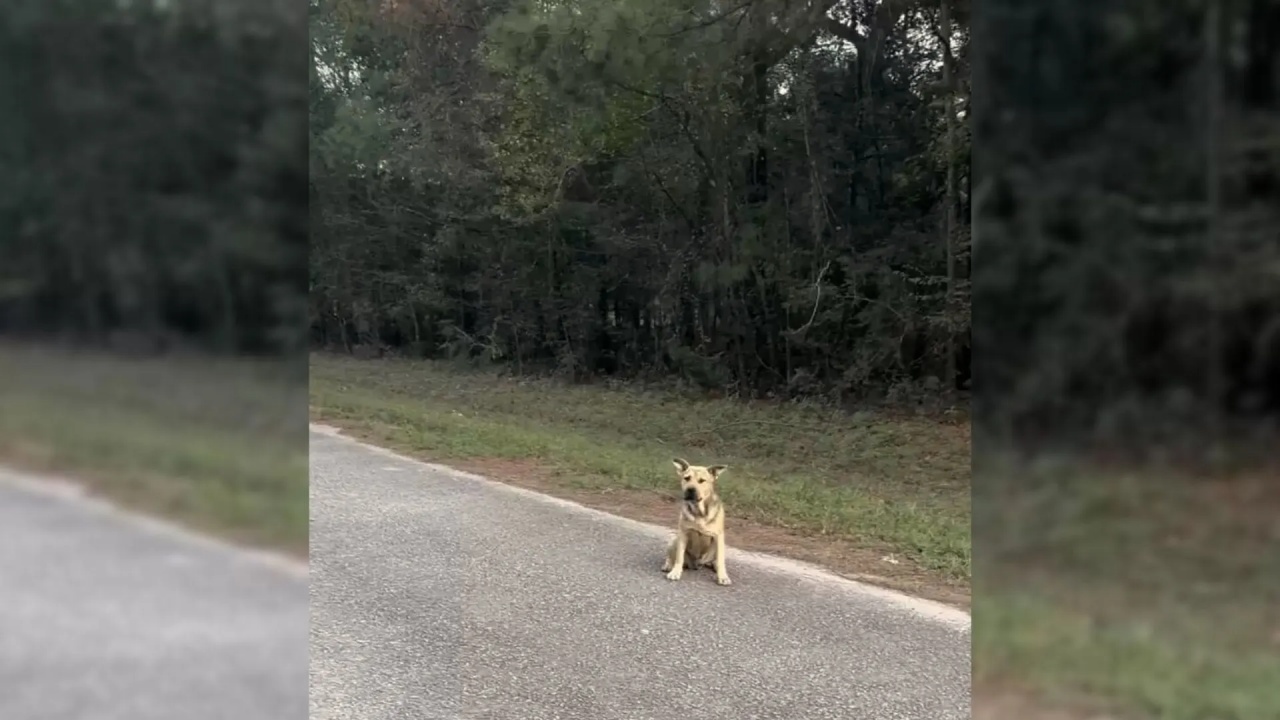 cane abbandonato strada