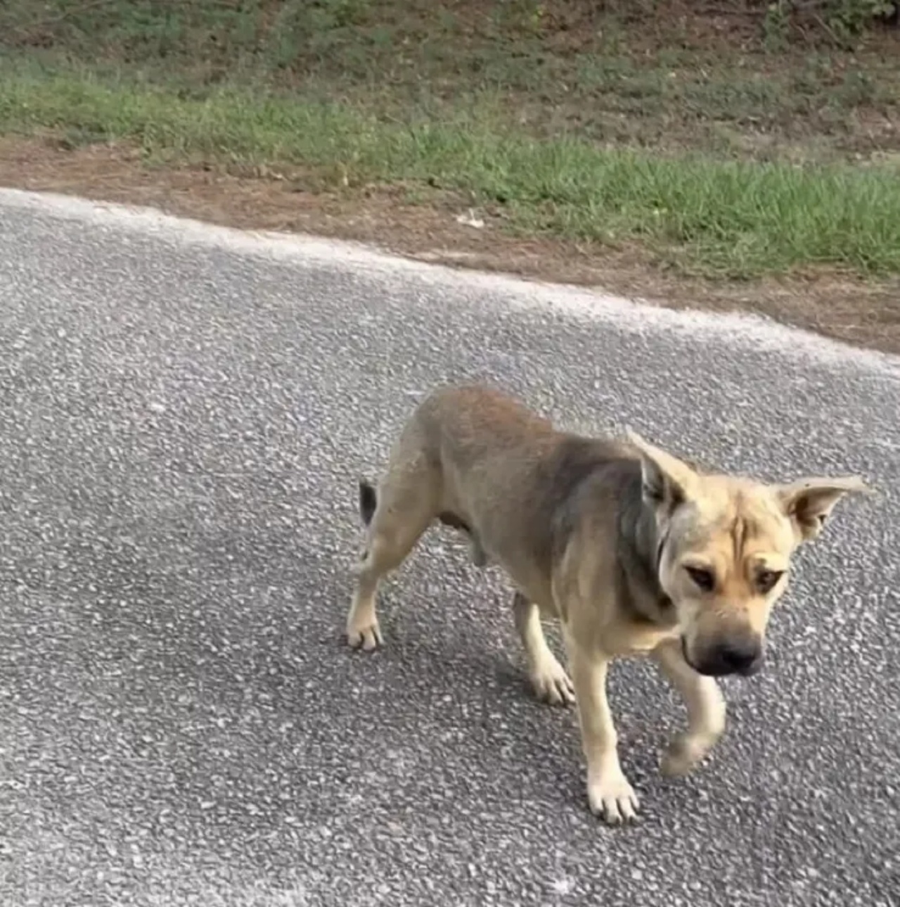 cane abbandonato salvo