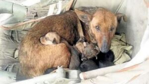 Cane accoglie un bimbo umano nella sua cucciolata