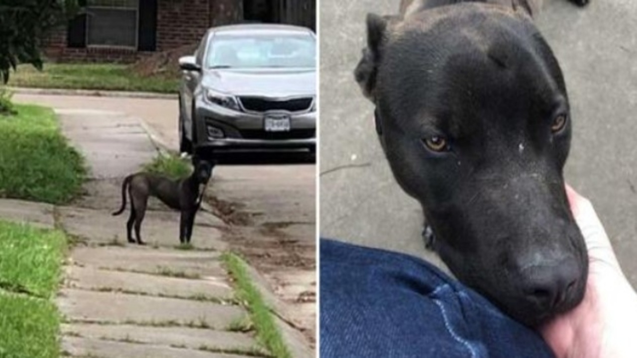 cane si scioglie strada