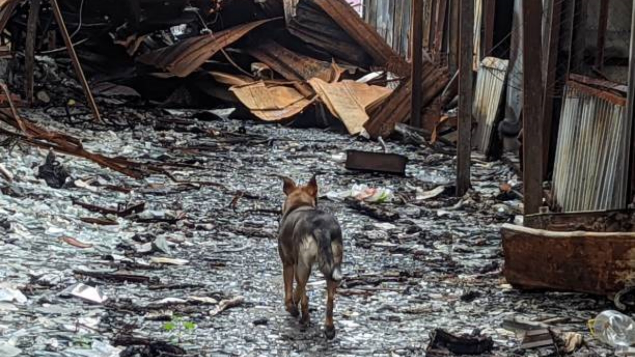 cane in mezzo alle macerie