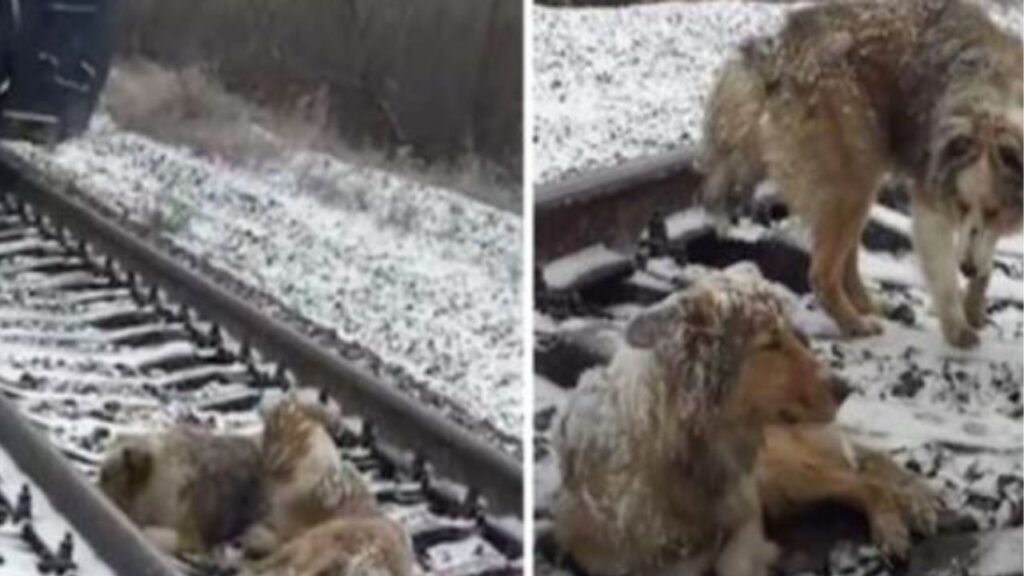 due cani sulle rotaie del treno