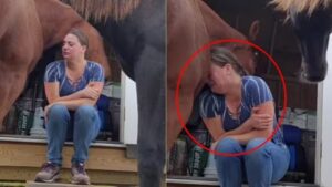 Cavallo consola la sua padrona che stava piangendo