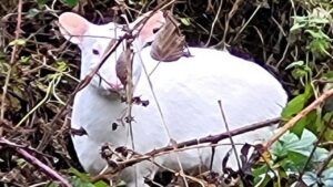 Cervo albino scoperto in un bosco in Inghilterra sorprende tutti con la sua apparizione