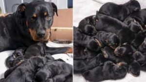 Una cucciolata imponente: questa mamma Rottweiler batte (quasi) ogni record!