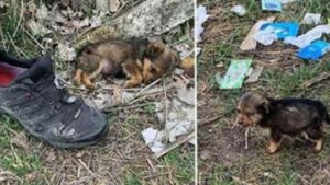 Viveva dentro una scarpa per proteggersi dal freddo: questo cucciolo ora ha una nuova vita