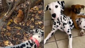 Un Dalmata dal cuore d’oro salva un piccolo cucciolo abbandonato in un bosco