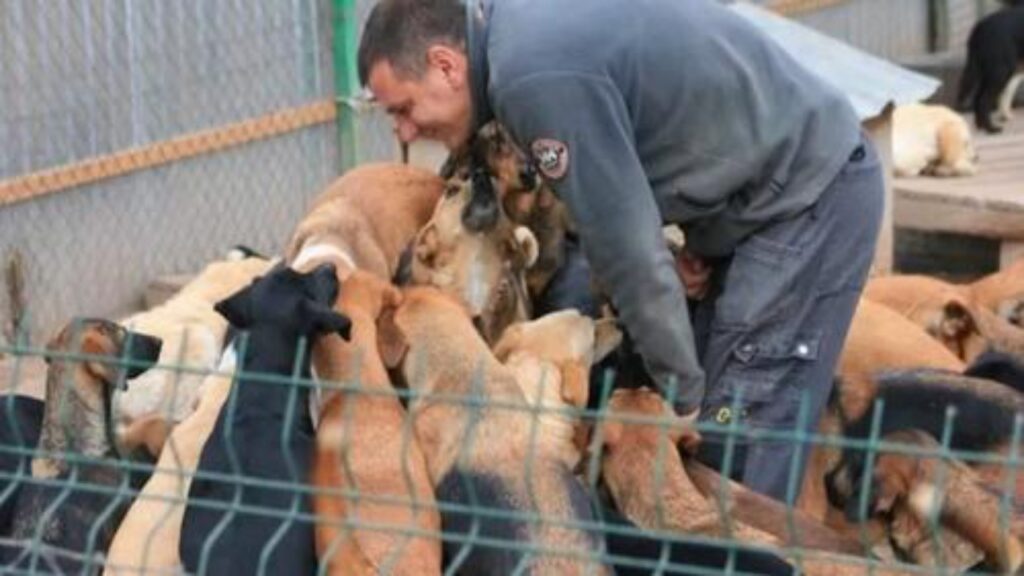 Giovane volontario gestisce oltre 800 cani randagi presso il suo rifugio