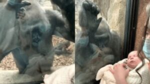 Il gorilla dello zoo è rimasto a bocca aperta dopo aver visto un neonato da dietro un vetro