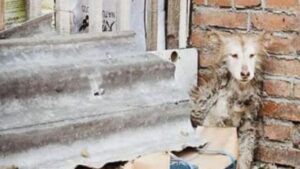 Erano più di 2000 cani, maltrattati e morenti scoperti in una proprietà privata: il salvataggio tempestivo e miracoloso