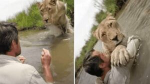 Leonessa incontra il suo amico umano e reagisce con tutta la sua gioia e con tutto il suo amore