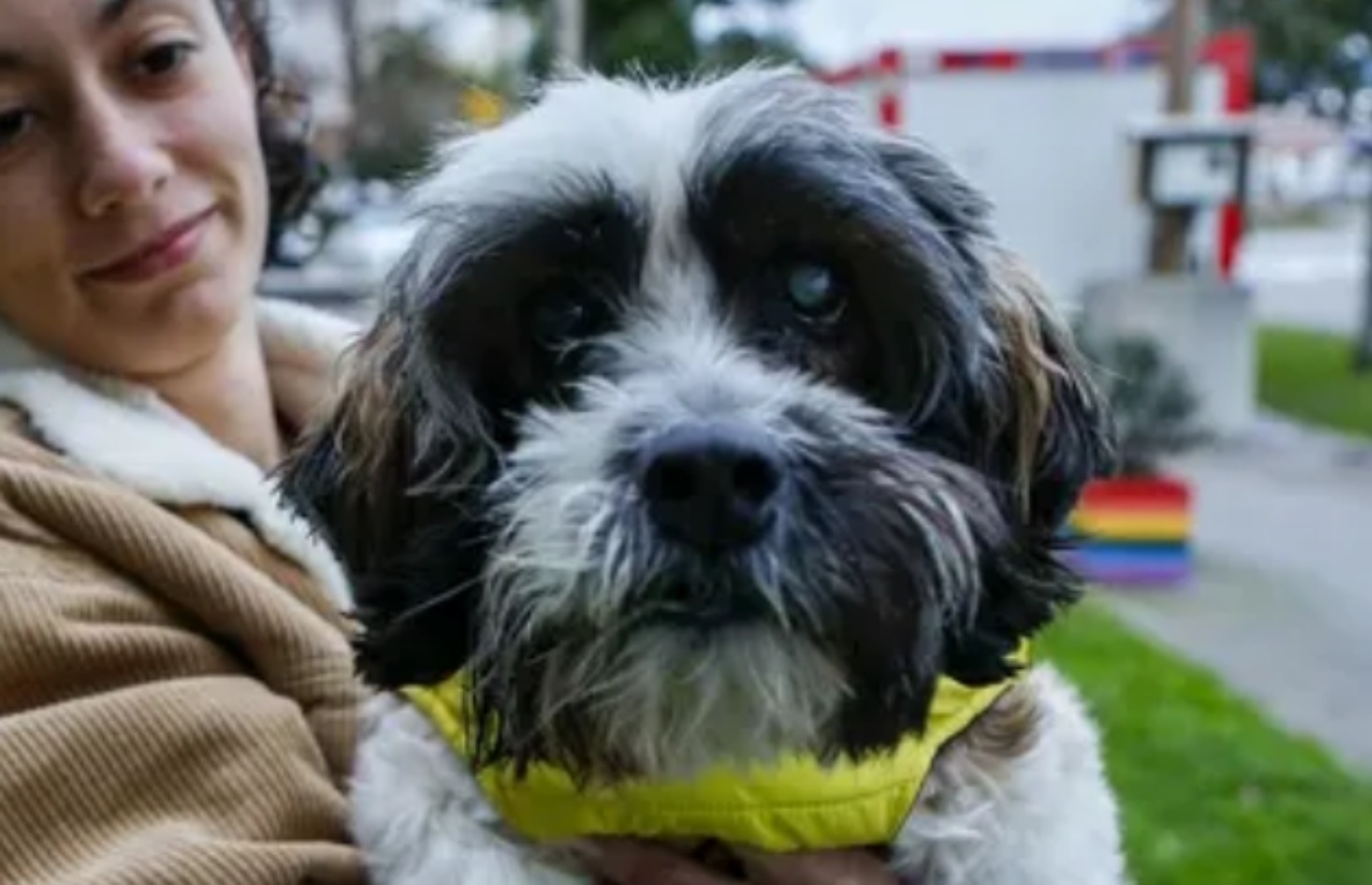 marley un cagnolino amico