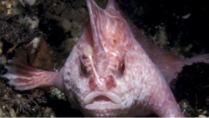 Questo raro pesce rosa viene avvistato per ben 2 volte dopo decenni, andiamo a vederlo