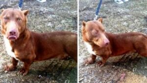 Strano incrocio di pitbull con bassotto entra nel cortile di un uomo: quello che fa è molto curioso