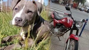 Ragazzo offre la sua moto in ricompensa a chi riuscirà a trovare il suo cagnolino