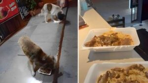 Questo ristorante è diventato famoso in tutto il mondo perché garantisce un pasto caldo ai cani randagi del quartiere