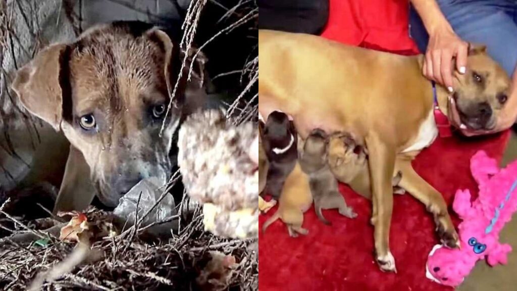 mamma cane con i cuccioli