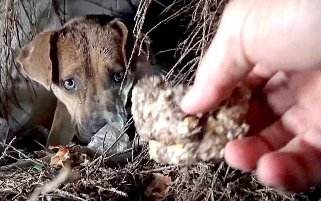 mamma cane con i cuccioli