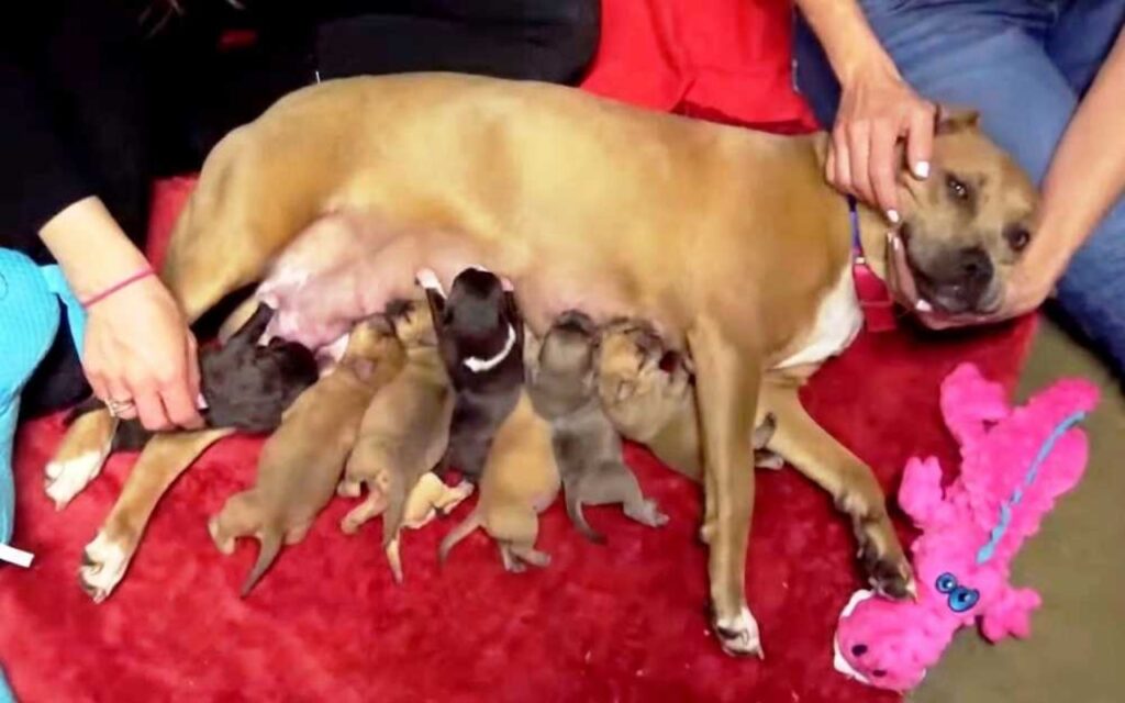 mamma cane con i cuccioli