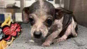 Piccolo cucciolo di Chihuahua ha finalmente una famiglia e si trasforma in un pelosetto tutto nuovo