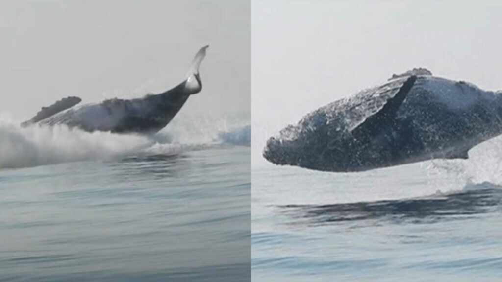 Balenottera azzurra salta fuori dall'acqua