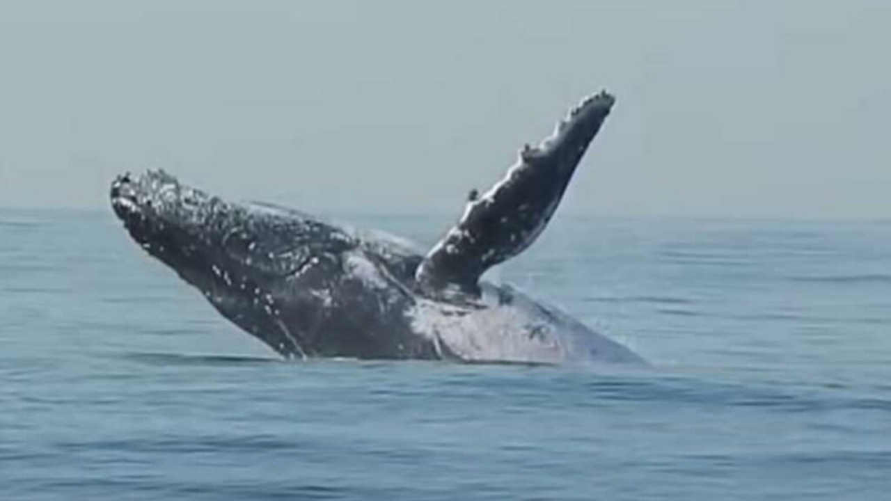 Balenottera azzurra salta fuori dall'acqua