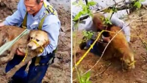 Cagnolina smarrita salvata dal suo padrone lungo la riva del fiume