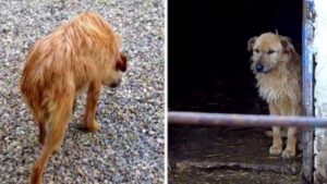 In canile con lo sguardo perso: la tristezza di una cagnolina randagia (VIDEO)