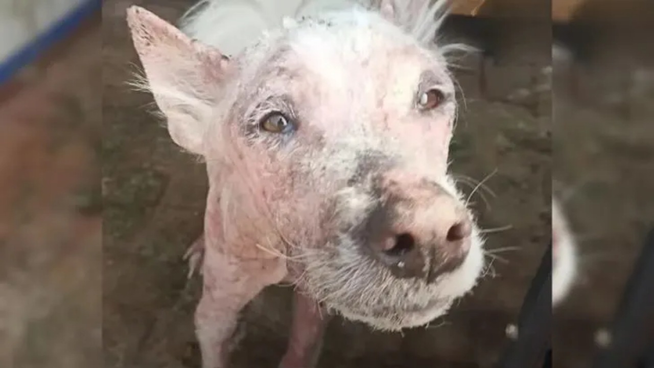 Cagnolina randagia salvata dai volontari