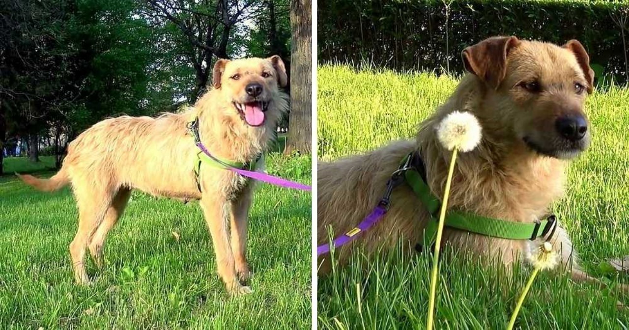 Cagnolina randagia ritrova la felicità