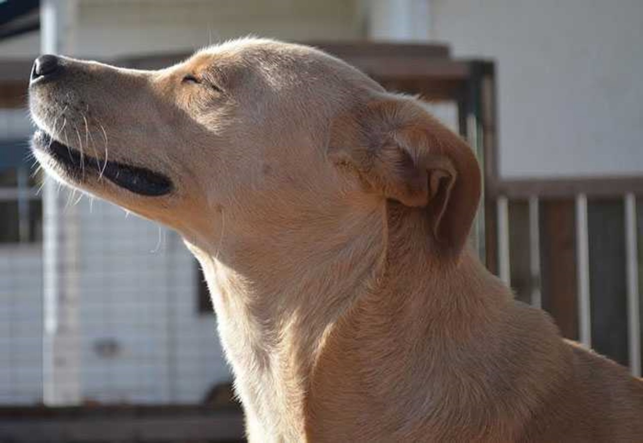 Cagnolina triste cerca una famiglia