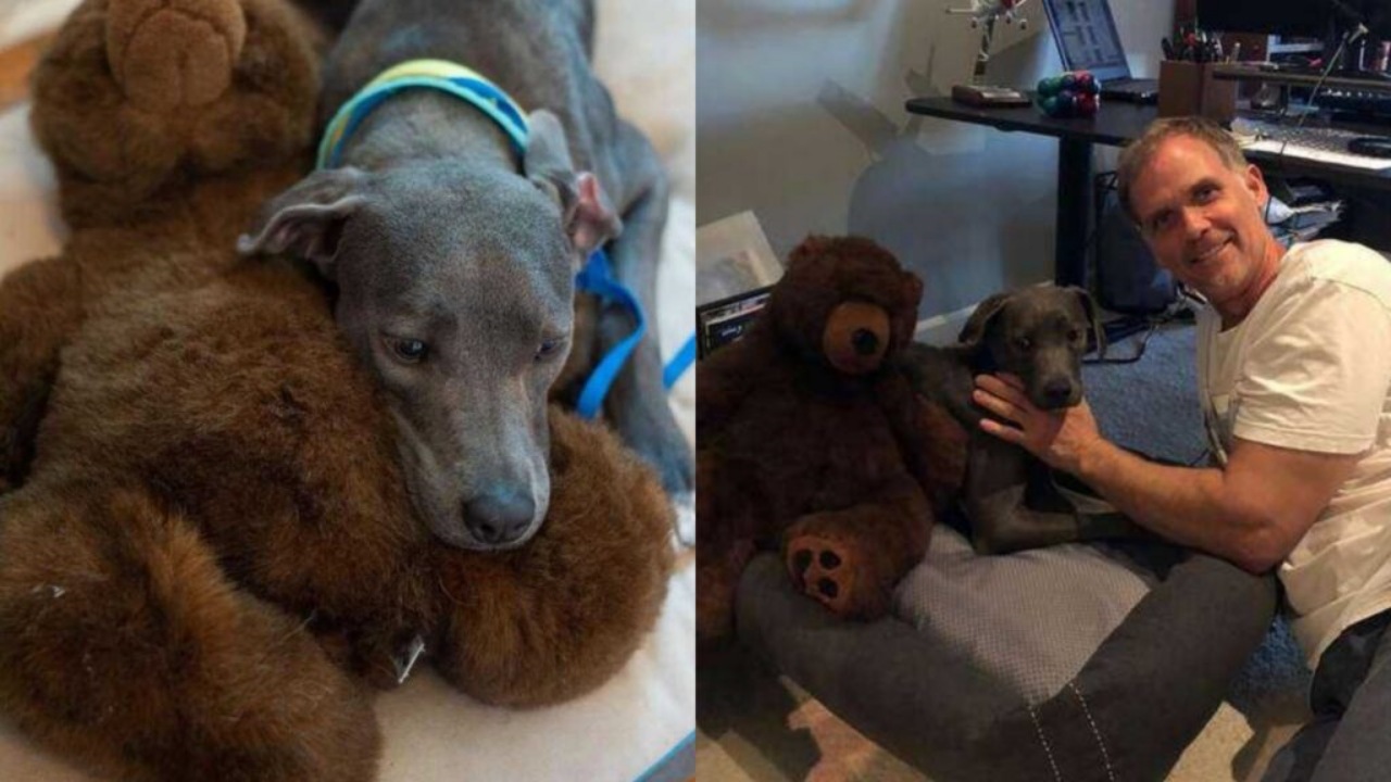 Cagnolina legata al suo orsacchiotto