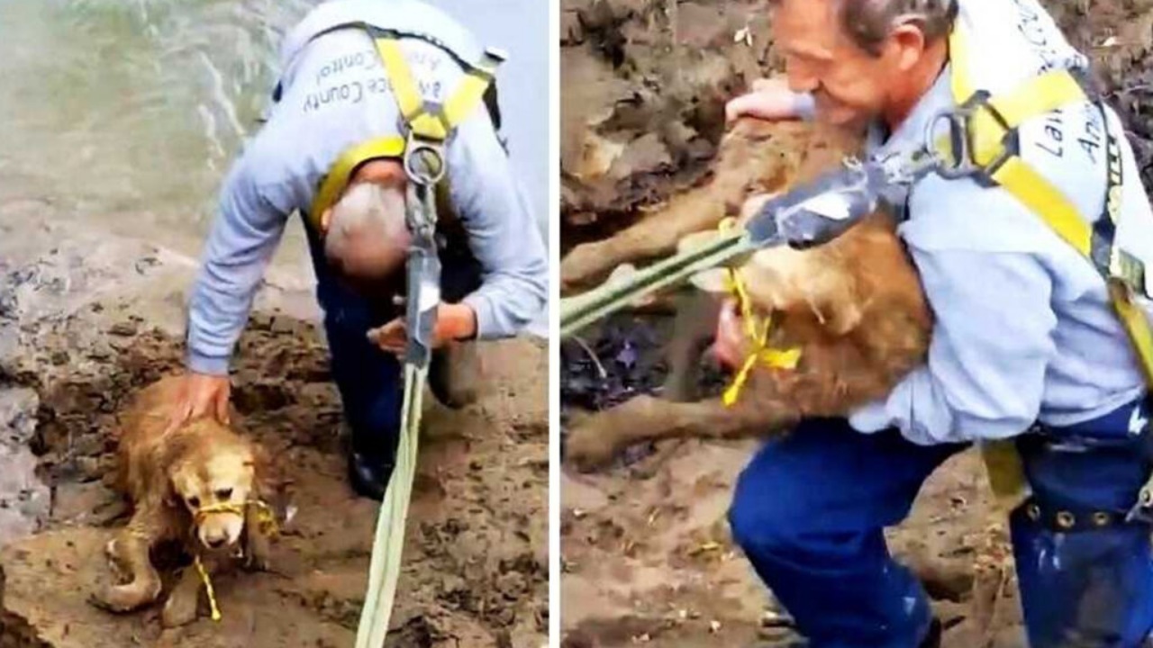 Cagnolina salvata dal suo padrone