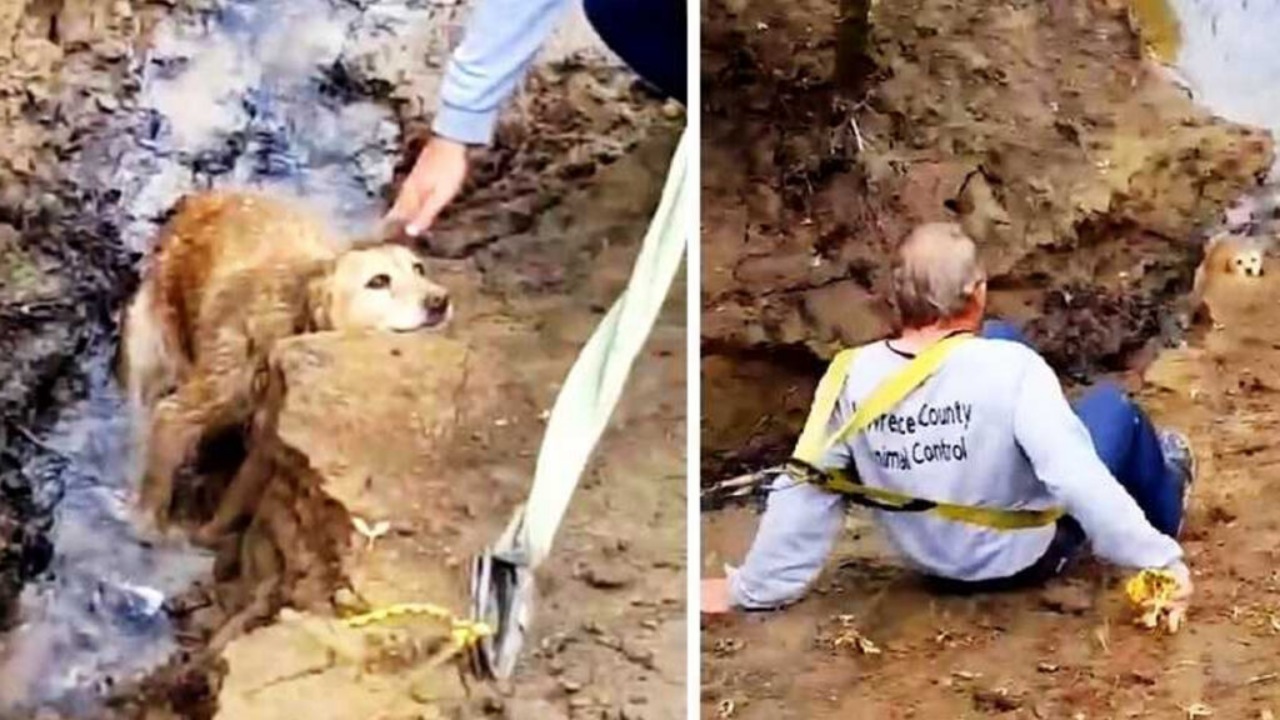 Cagnolina salvata dal suo padrone