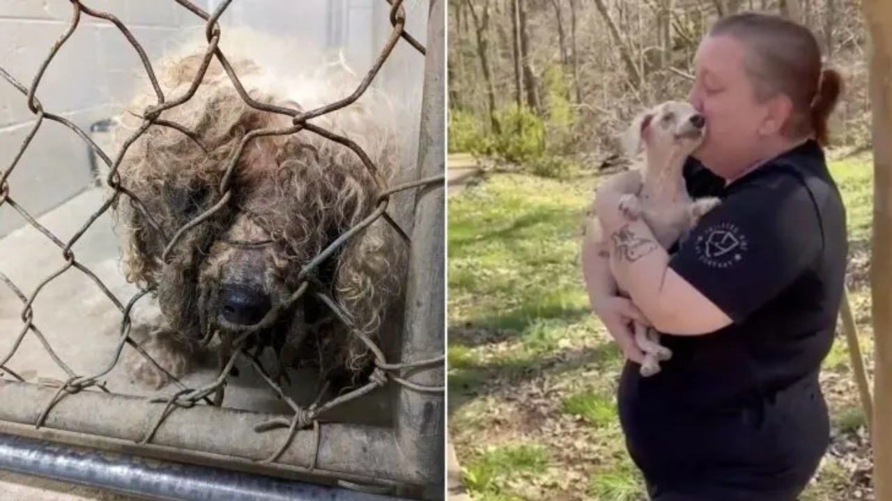 Cagnolino anziano ritrova la sua famiglia