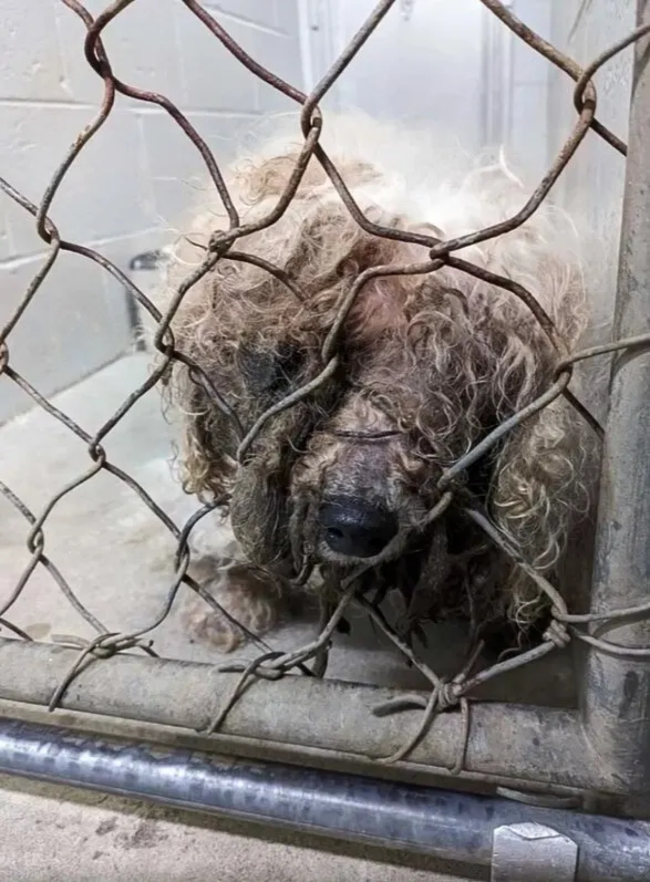 Cagnolino anziano ritrova la sua famiglia