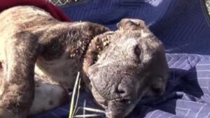 Soccorritori provano in tutti i modi a salvare la vita ad un cane abbandonato in pessimo stato (VIDEO)