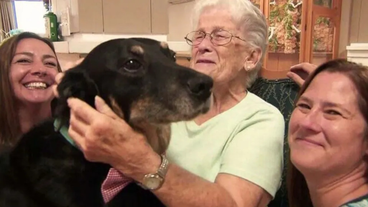 Cane fugge dal rifugio per raggiungere una casa di cura per anziani