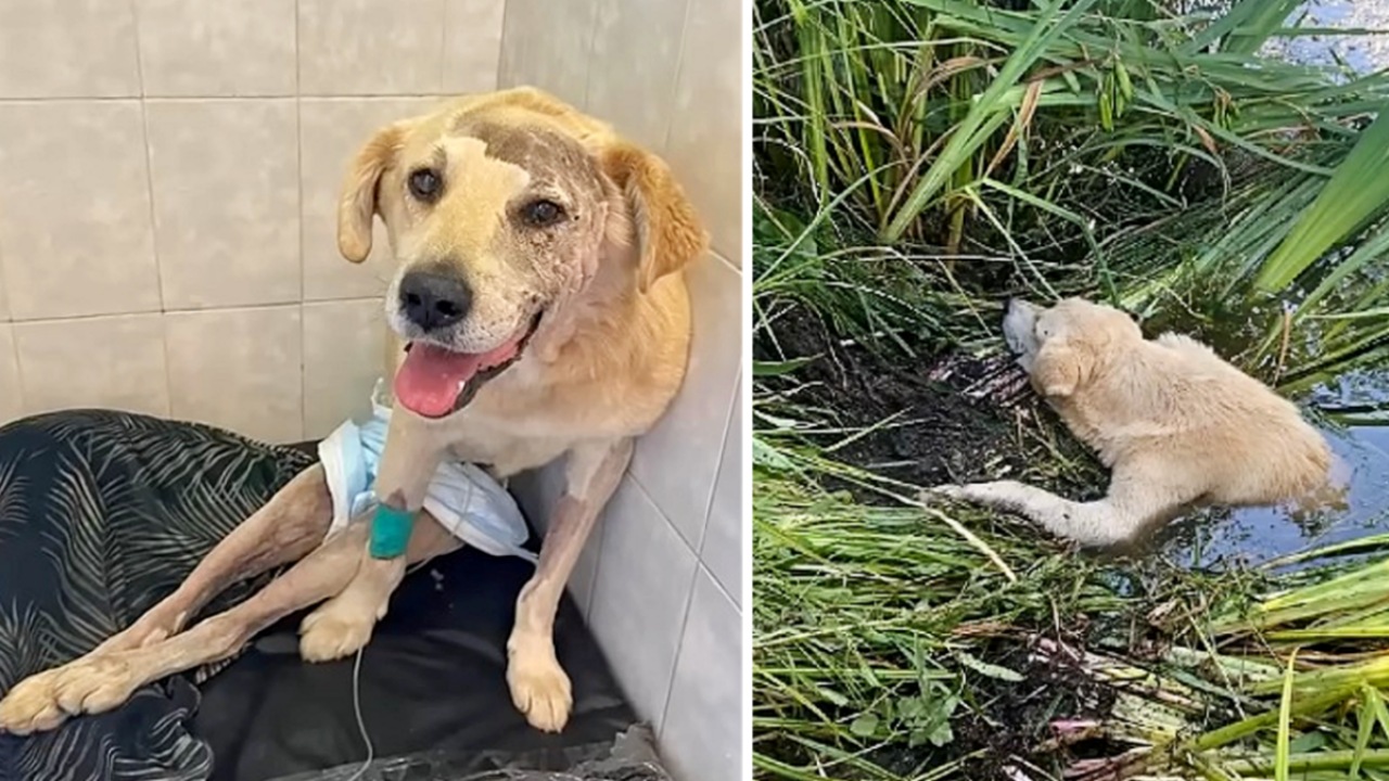 Cane paralizzato caduto in un fiume