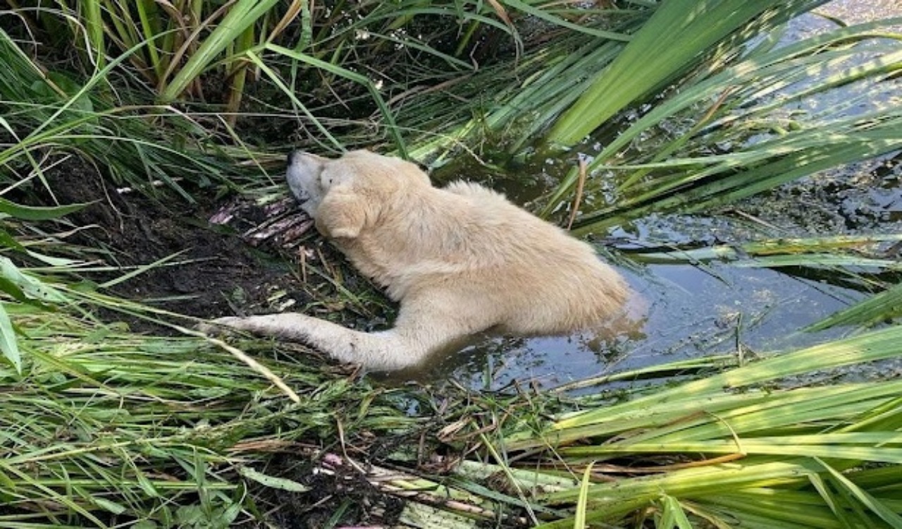 Cane paralizzato caduto in un fiume