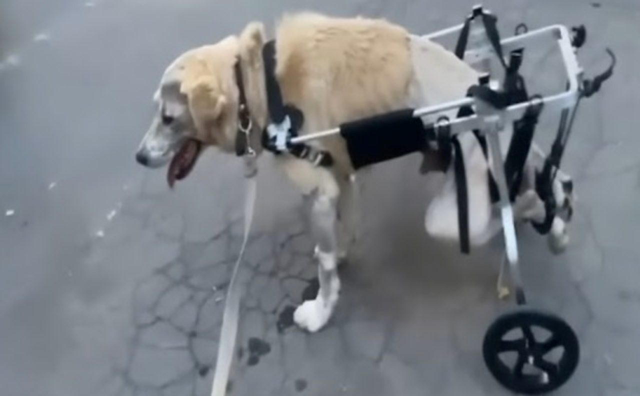 Cane paralizzato caduto in un fiume