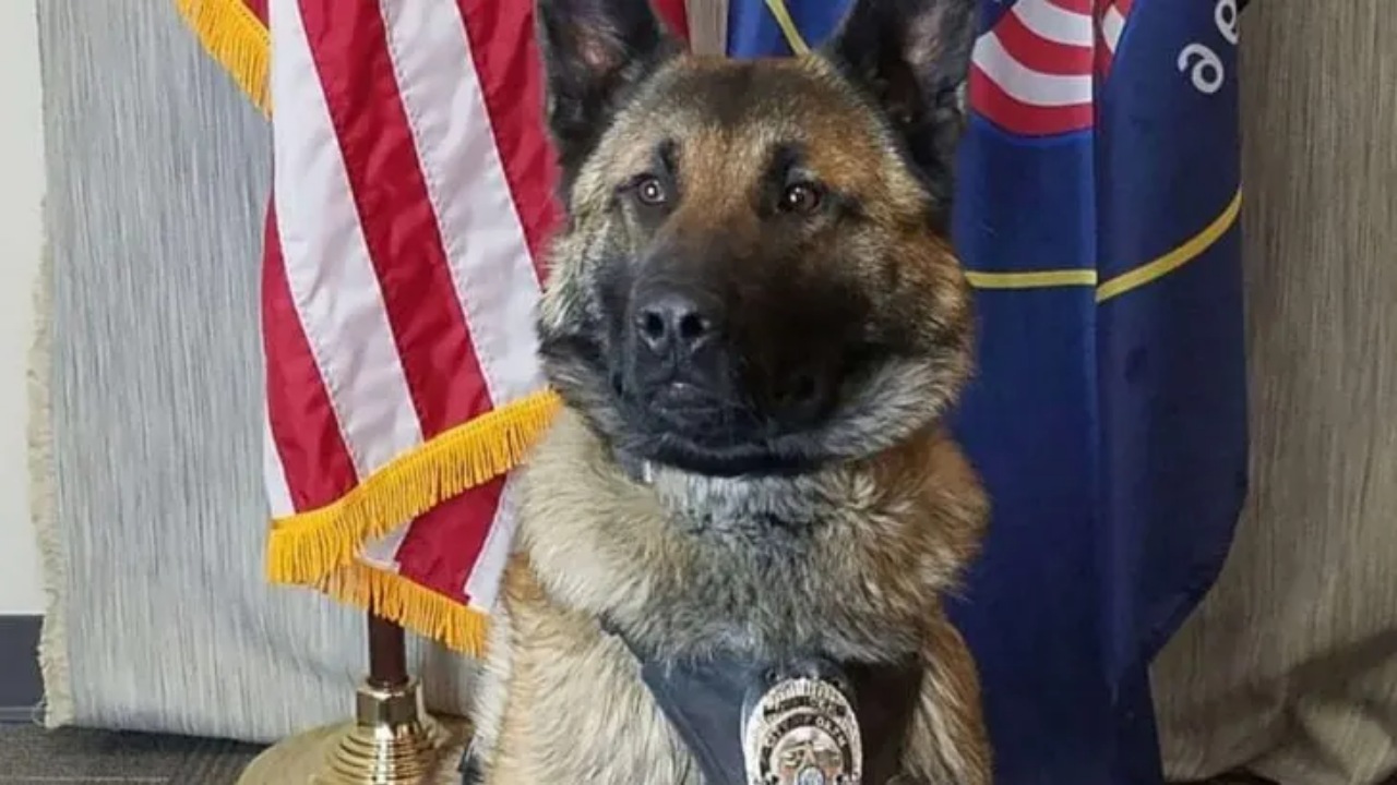 Cane poliziotto si trasforma in un perfetto cane da compagnia