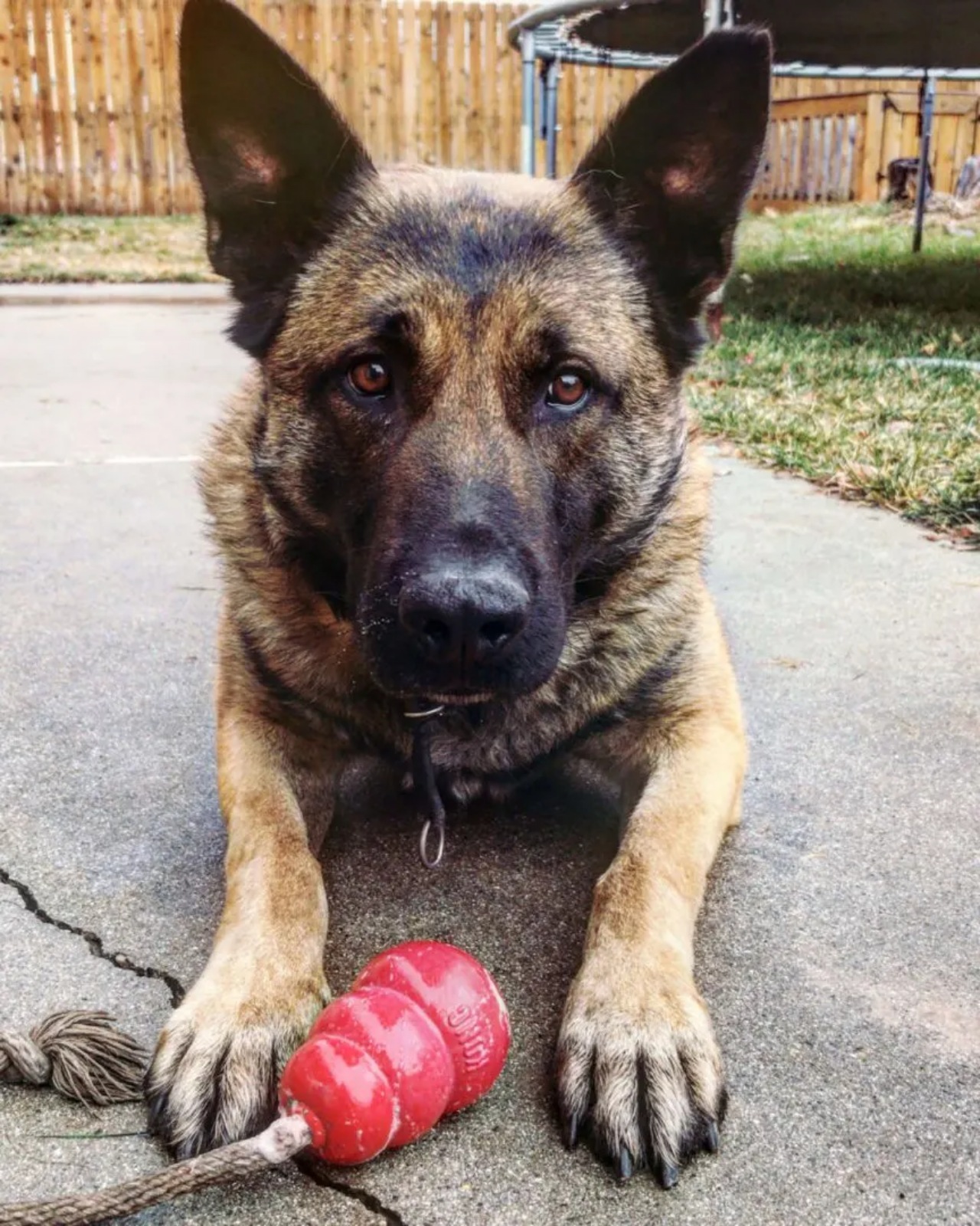 Cane poliziotto si trasforma in un perfetto cane da compagnia