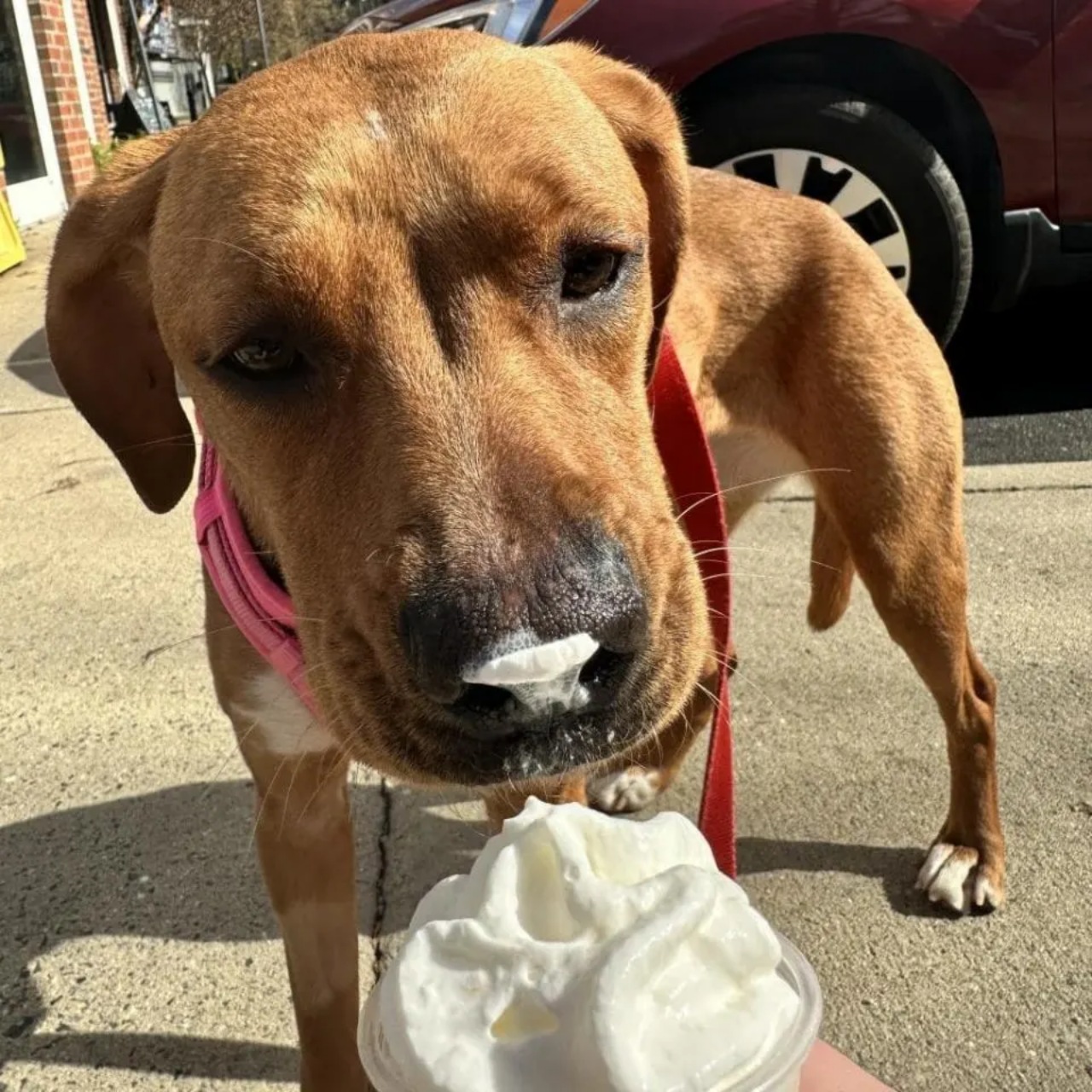 Cane randagio cambia dopo l'adozione