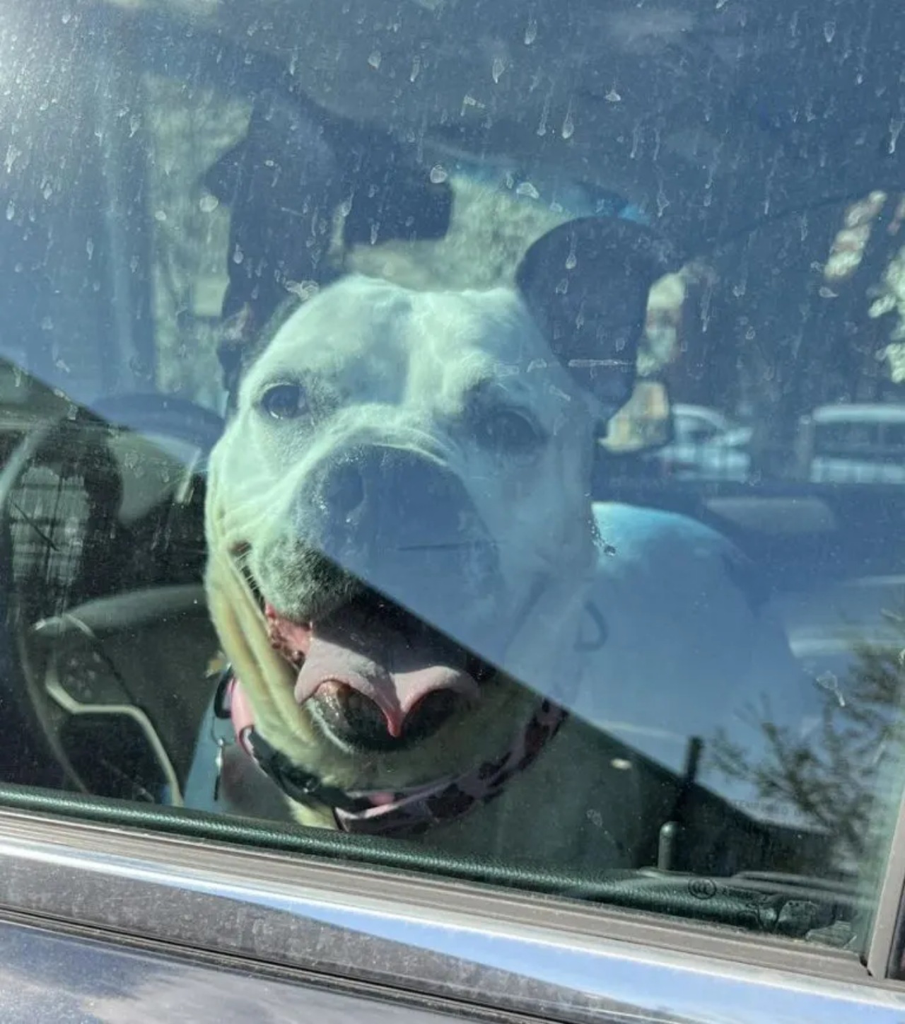 Cane sordo trova una famiglia