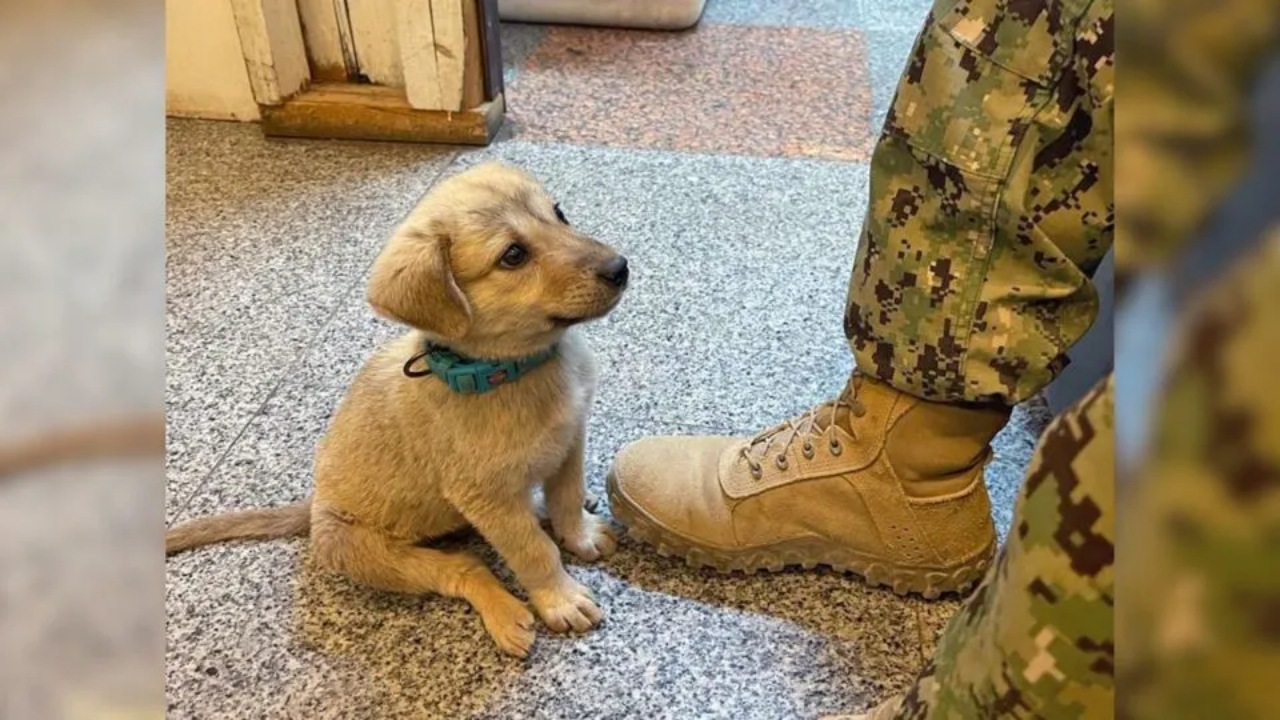 Cucciolo conquista il cuore di un militare e trova una famiglia