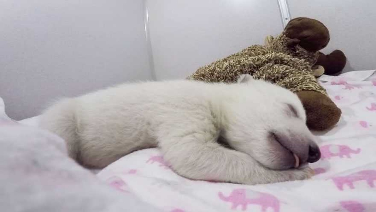 Cucciolo di orso polare dorme con il peluche