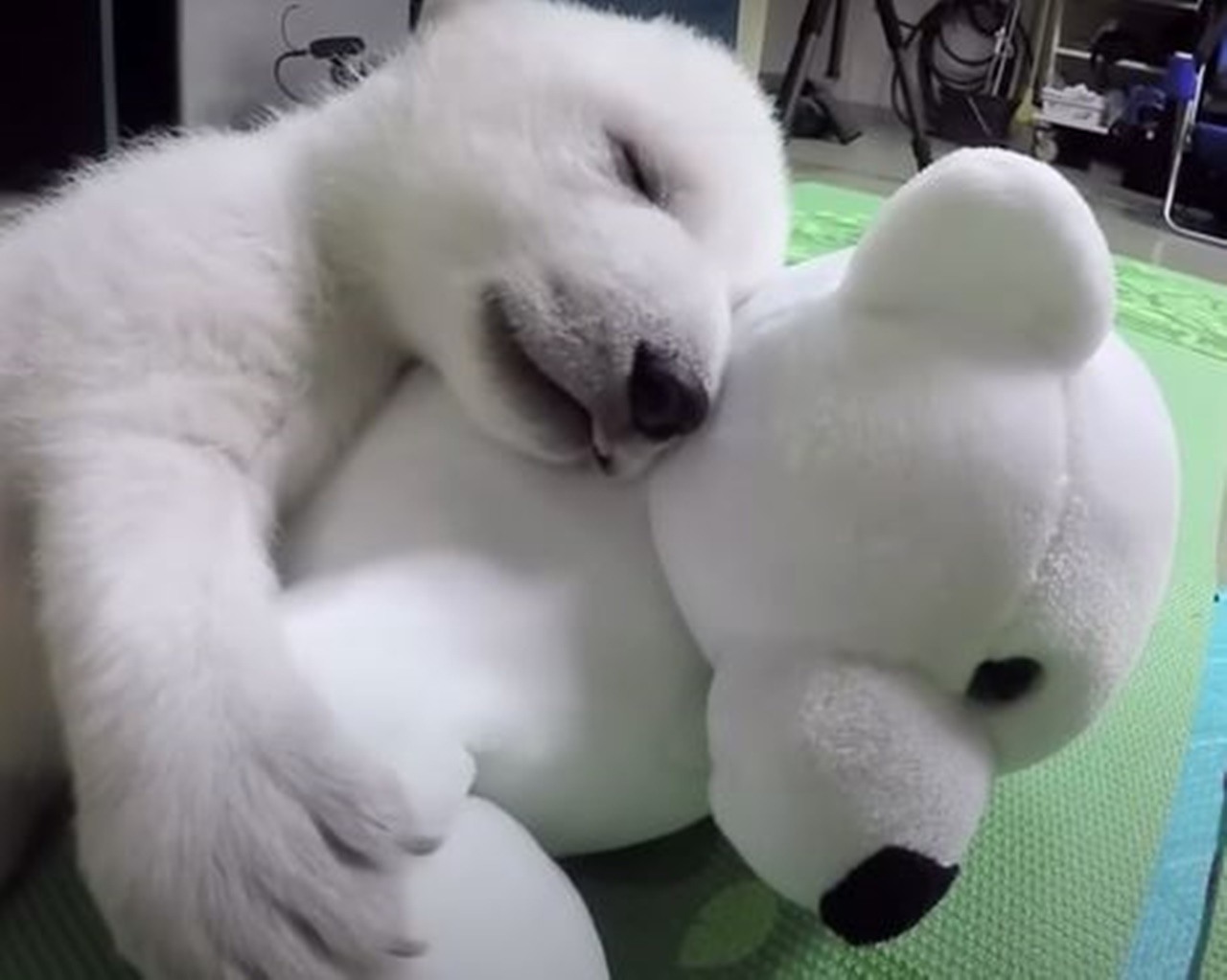 Cucciolo di orso polare dorme con il peluche