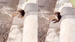 Una donna incontra un cucciolo indifeso in una strada trafficata: riesce a catturarlo e gli dà un altra opportunità