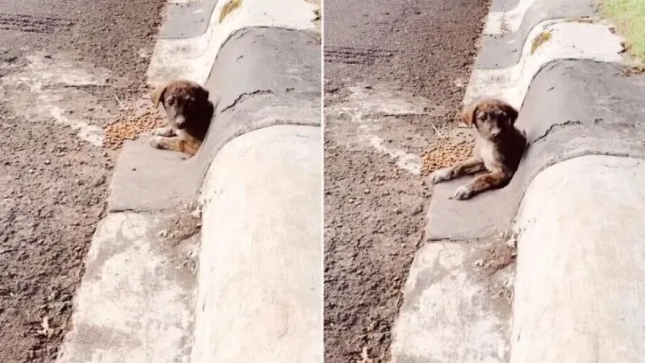 Cucciolo in un tubo di scarico